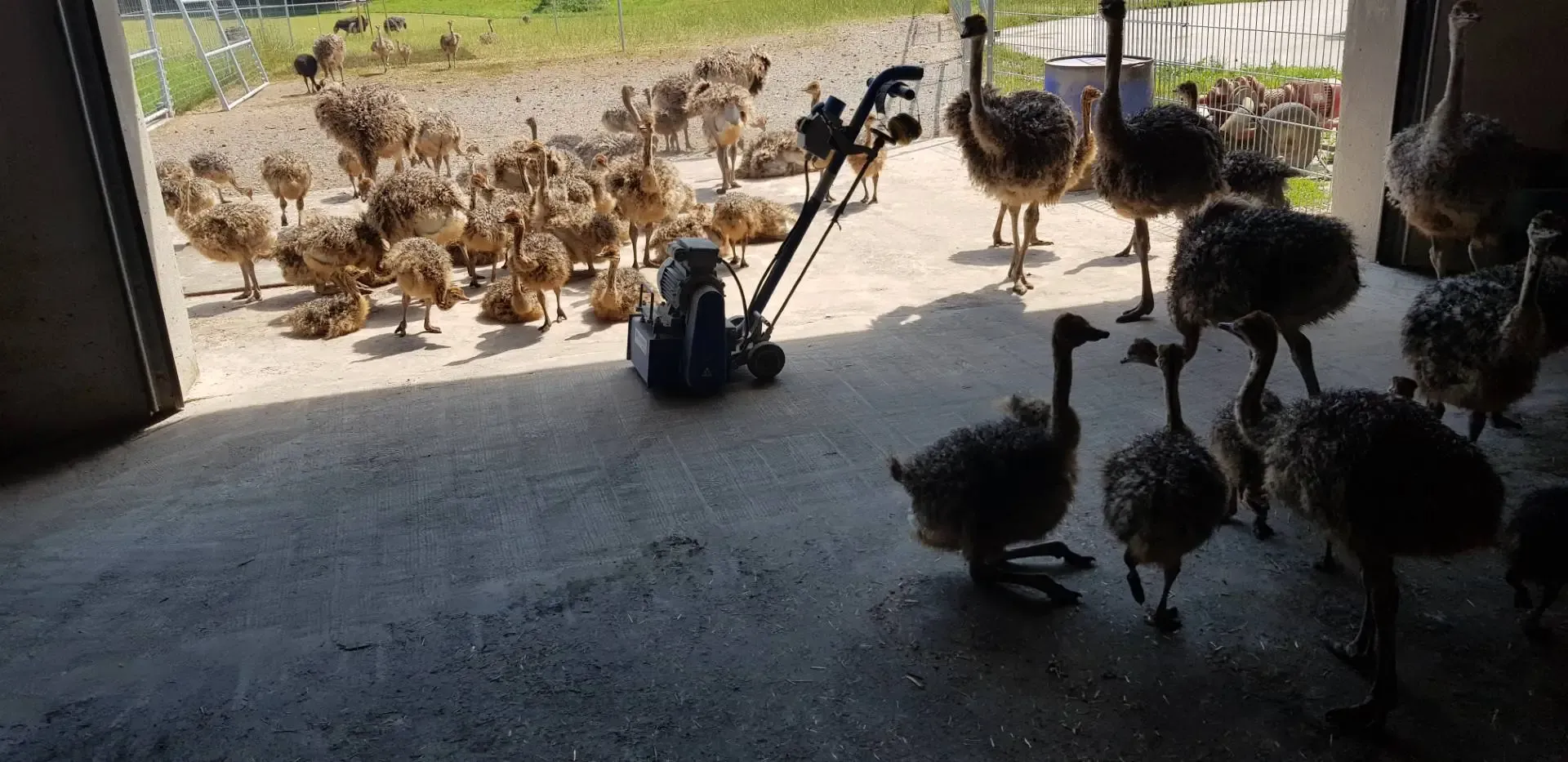 Straussenfarm_Rilllenfrasen